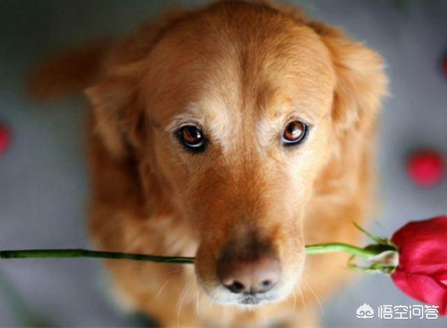 什么狗最忠诚又粘人:狗狗向主人示好都有哪些动作呢？