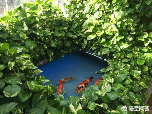 1.5米水草造景:鱼缸造景，种了绿植就加水吗？