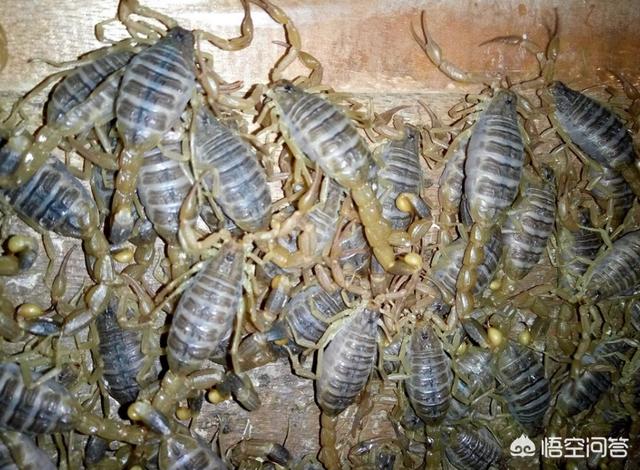 泰国蜈蚣养殖骗局:养殖业当中存在着哪些已经被揭露的骗局？