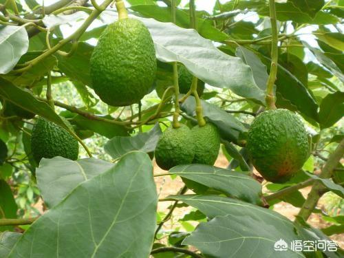 牛油果和鳄梨价格:油梨也就是牛油果需要授粉吗?有什么影响？