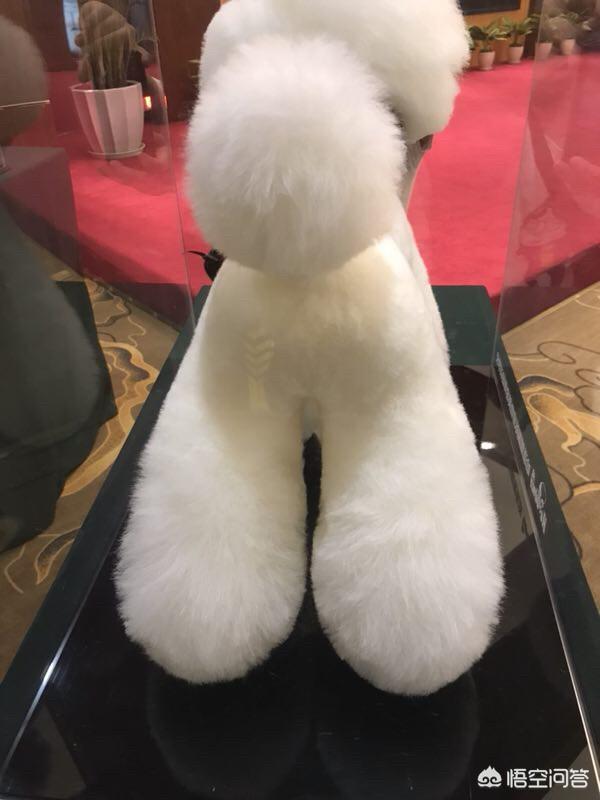 宠物美容师招聘要求:宠物美容师能成为个人的事业吗？