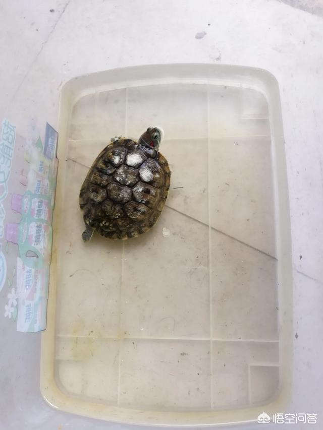 巴西龟得白眼病:如何区别小巴西龟正常眼睑和白眼病？