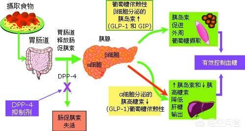 2型糖尿病的症状:1型和2型糖尿病的症状 2型糖尿病会导致死亡吗？