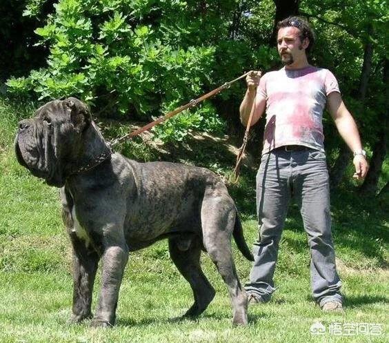 意大利纽波利顿犬:我国的哪种狗可以打的过纽波利顿犬？为什么？