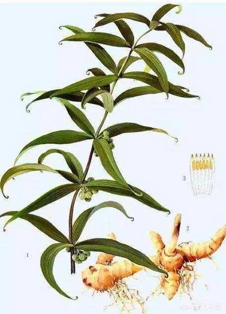 黄精:黄精有什么功效？有哪些烹饪方法？