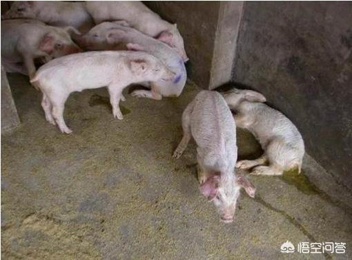 蛔虫病治疗 应急:猪体内有蛔虫病会有什么影响？又该怎么进行预防？