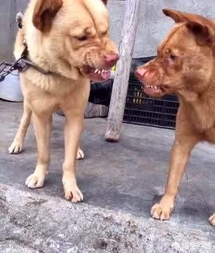 罗得西亚背脊犬和斗牛犬打架:大型犬和小型犬哪个更凶？