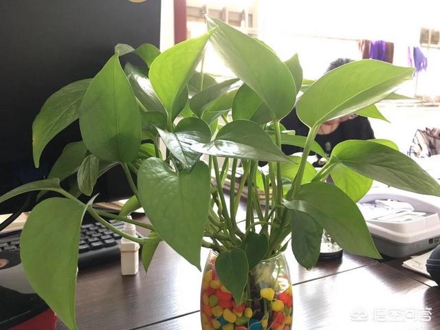 水养绿萝叶子发黄是什么原因:水培的绿萝叶子发黄是怎么回事？