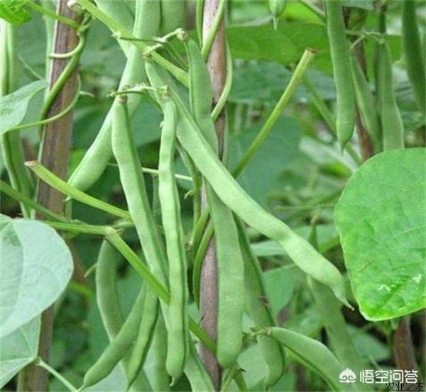 早上回农村菜园摘了四季豆,中吃了感觉心里不舒服,想吐,是怎么一回事？