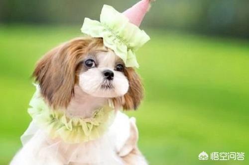 西施狗怎么喂养:西施犬补钙喝羊奶吗？西施犬喝什么羊奶能补钙呢？