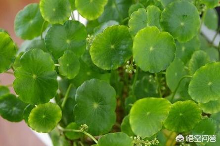 铜钱草的养殖方法和注意事项水培:家里水培铜钱草，但是水里容易滋生蚊虫怎么办？