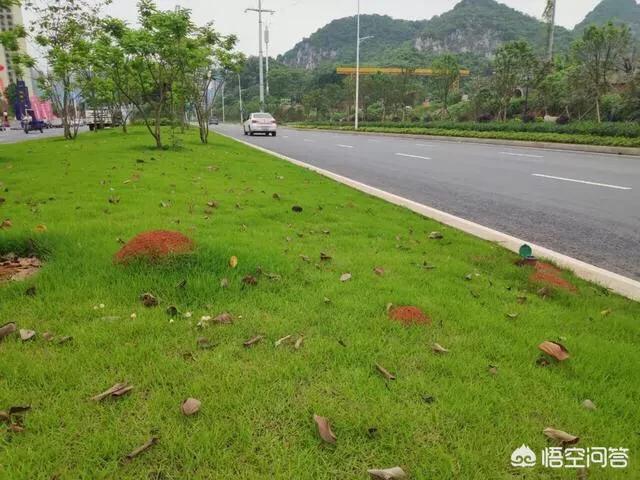 真鳄龟幼苗开箱视频:红火蚂蚁是怎么来到海南的？ 鳄龟开箱视频大全