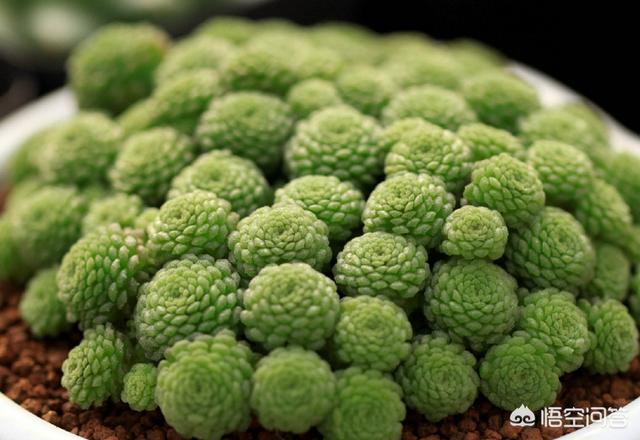 魔南景天可以降血脂吗:夏天最容易挂的多肉是什么？