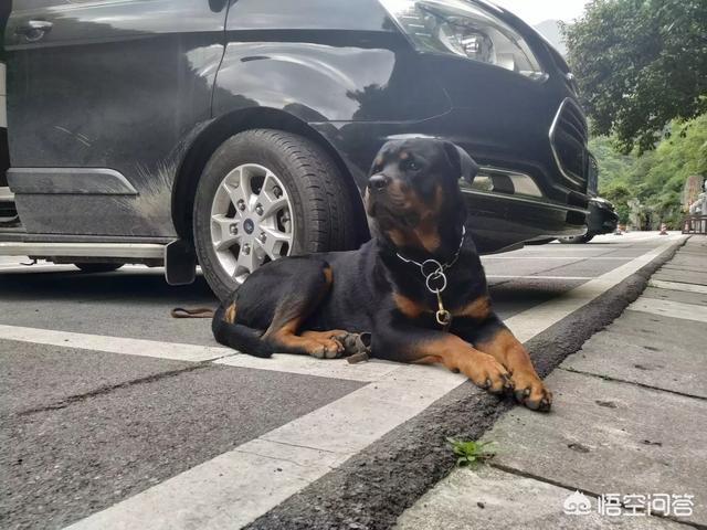 东非猎犬生病怎么办:东非猎犬的优缺点 做什么事会伤了自己狗狗的心？