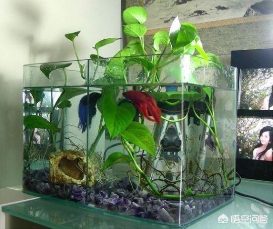 鱼会吃观赏植物吗?:绿萝放锦鲤缸里会伤鱼吗？