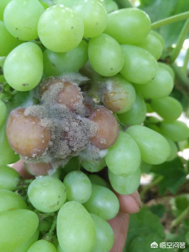 头条问答 - 葡萄套袋后会出现烂果怎么办?有什么好的措施?(5个回答)