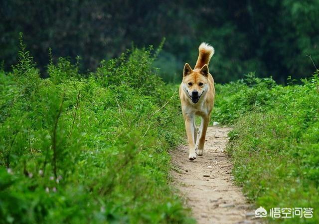 小土狗为啥会看家:为啥农村爱养的土狗头上都有一根线呢？这根线有什么作用？