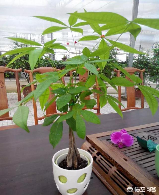 盆景发财树怎么养才长得好:发财树应该怎样浇水，能够养到第三年？