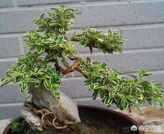 六月雪图片:北方二月底时，适合六月雪移栽吗？