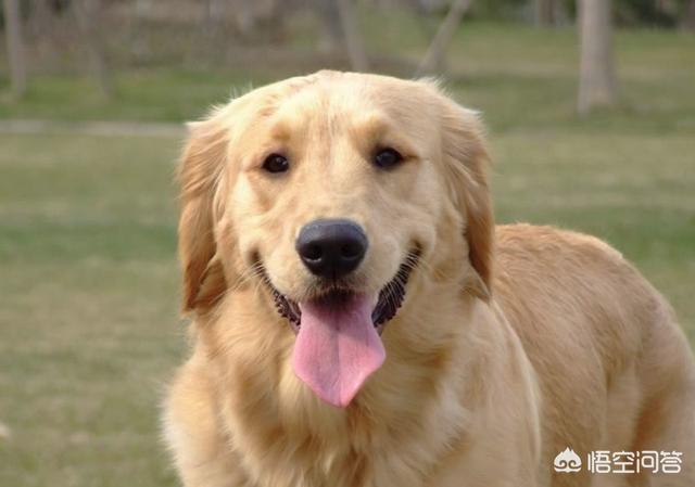 金毛受孕后的症状:怎么辨别金毛犬是否怀孕？