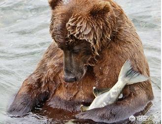 宠物鱼种类:不同品种观赏鱼在一起养会串种吗？