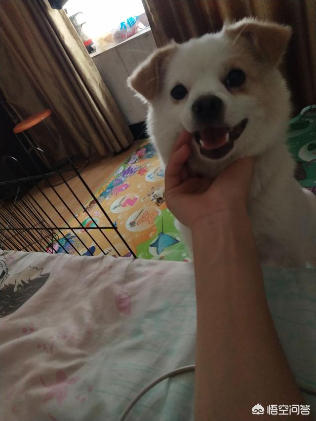 如何让狗狗进入下:怎么给成年狗狗做笼内训练？
