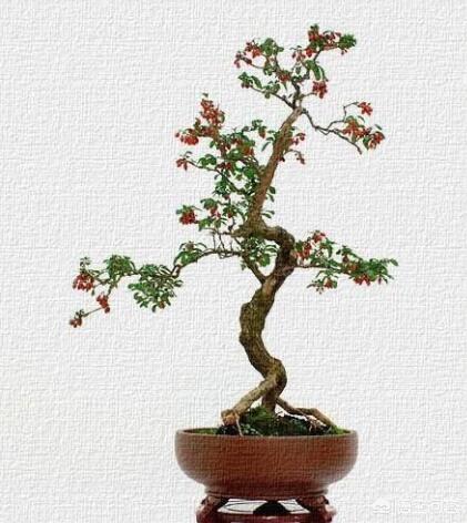 枸杞树图片:农村野外哪些野生的枸杞，能不能制作盆景，怎么养殖枸杞盆景呢？