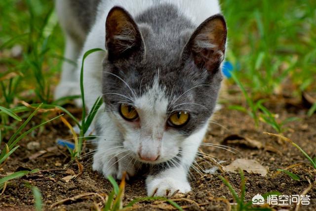 膨润土猫砂堵住蹲厕了:不用猫砂，如何教猫上厕所？