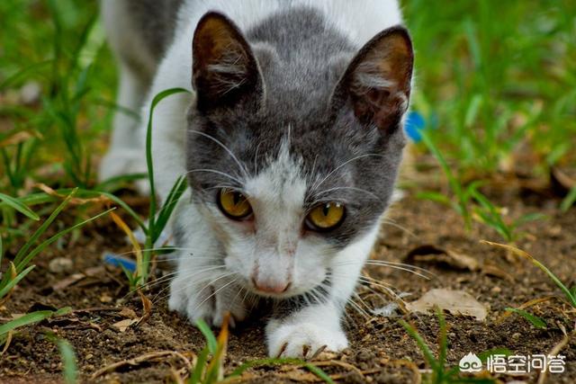 养猫咪一定需要猫砂吗，猫便便的时候一定要找有土或者猫砂的地方吗