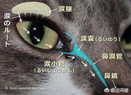 橘猫吃药视频:猫咪生病了，一直流眼泪怎么办？ 橘猫吃药