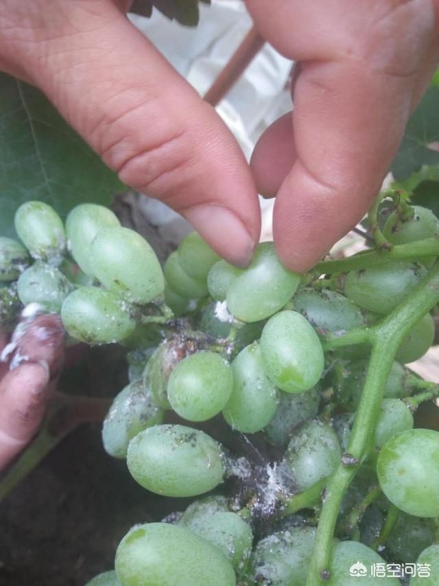 葡萄树的害虫有哪些:为什么今年葡萄上的蚧壳虫特别多？