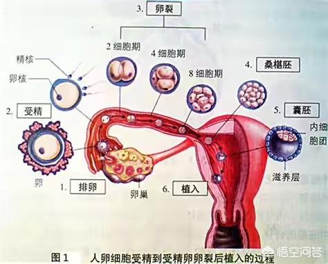 什么方法知道自己怀没怀孕,女孩怎么查询自己是否可以怀孕？