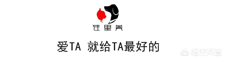 包子脸猫图片:暹罗猫可以发腮吗，暹罗猫没有发腮？