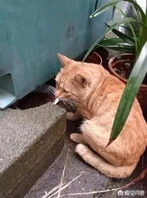 土猫网:饲养土蜜蜂如何预防壁虎入蜂箱偷吃蜂蜜？