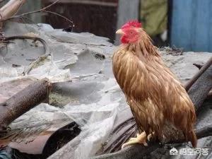 养鸡厂风机自动温度控制器:温控器温度达到时冷风机不吹什么原因？