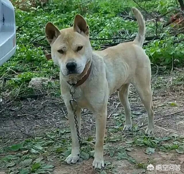 法老王猎犬价格:养广西土猎犬怎么样？幼犬价格多少钱？为什么？ 法老王猎犬价格