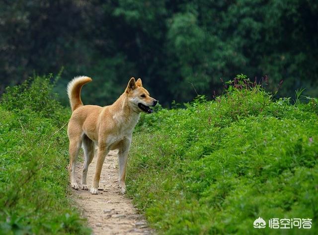 中华田园犬之西默默:中华田园犬为什么是世界上智商最低的狗？