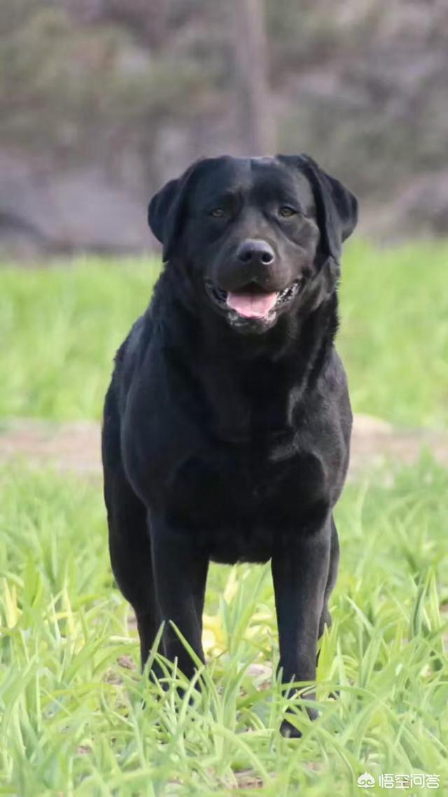 十大聪明犬排名拉布拉多:十大聪明犬排名拉布拉多 拉布拉多和串串狗哪个聪明？
