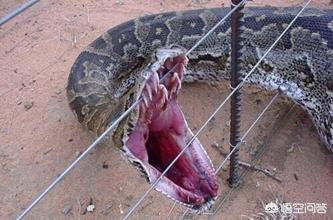 亚马逊森蚺:森蚺和巨鳄谁才是现在最强捕食者？