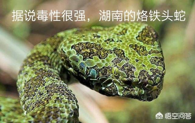 帝皇眼镜蛇王咬人:帝皇眼镜蛇王图片 什么东西能引起毒蛇暴躁咬人？