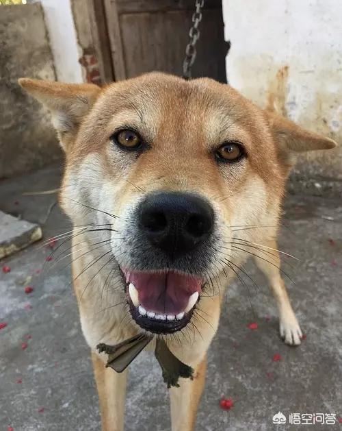 虎皮丹犬厉害么:我国的哪种狗最富有灵气？为什么？ 虎皮丹犬厉害吗