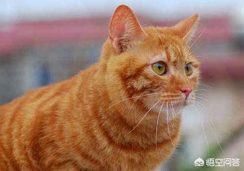 猫鼻支试纸多少钱一个:猫鼻支试纸阳性就是猫鼻支吗？
