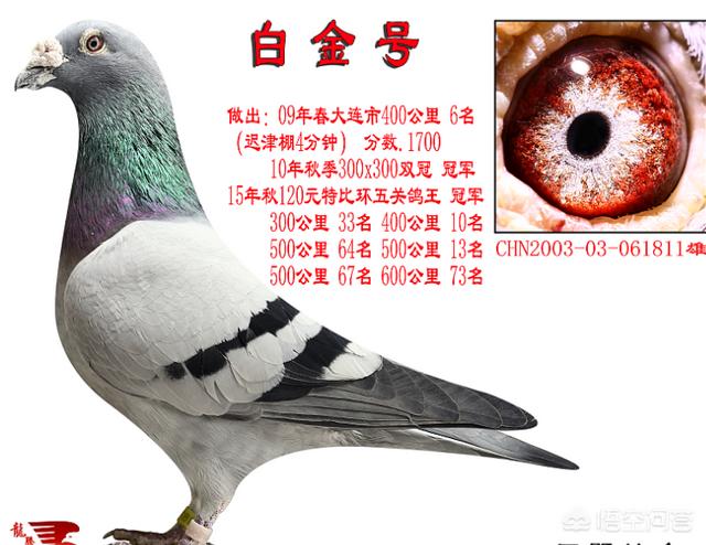 关于鸽子的养殖技术:从种鸽到雏鸽再到幼鸽竞翔，如何养出一羽优质鸽？