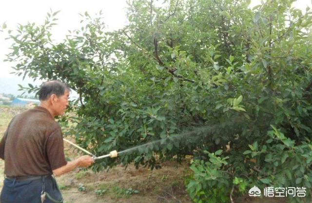 枸杞树上有螨虫打什么农药好:什么方法才是防治叶螨、红蜘蛛最好的？