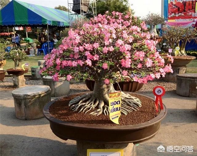 黄刺玫的养护方式:沙漠玫瑰如何养护？夏季砍头扦插能活吗？