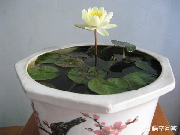 花卉睡莲的养殖方法:植物睡莲的养殖方法 盆栽的睡莲夏季应该怎么养护？为什么总是焦叶边？