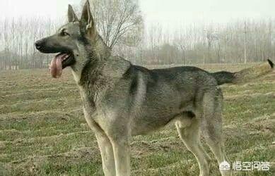 狼青犬打架视频:哪些狗可以打得过狼青犬？为什么？