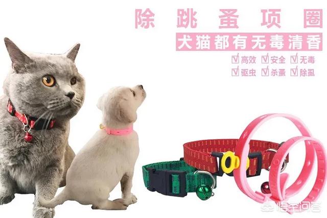 狗身上有跳蚤怎么办:狗狗身上的跳蚤跳到人的身上和床上应该怎么办？