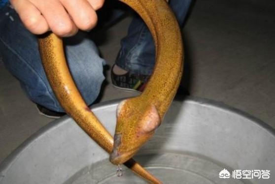 什么是望月鳝,有毒吗(你在农村老家见过望月鳝吗?