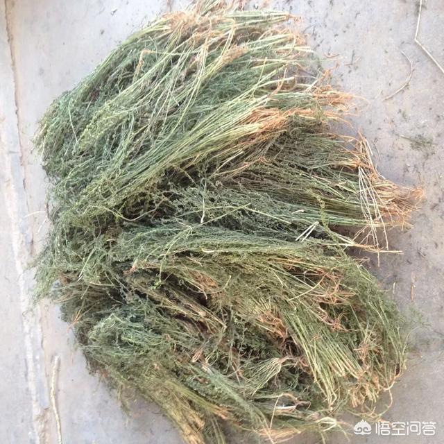 前景草:前景草哪个最好看 在银川种皇竹草的前景好吗？